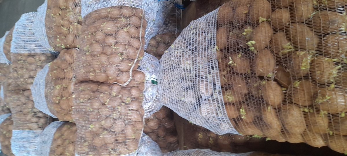 tubertek's tweet image. Plant ready potato seed. Tubertek Zimbabwe. 0716614712