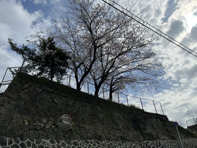 大浦保育園前の桜(逆光で見えにくいですね)#大浦保育園 #色づく世界の明日から 