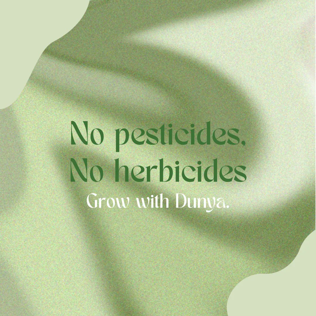 No pesticides and no herbicides. Our hydroponic setup allows you to grow crops without harmful chemicals.