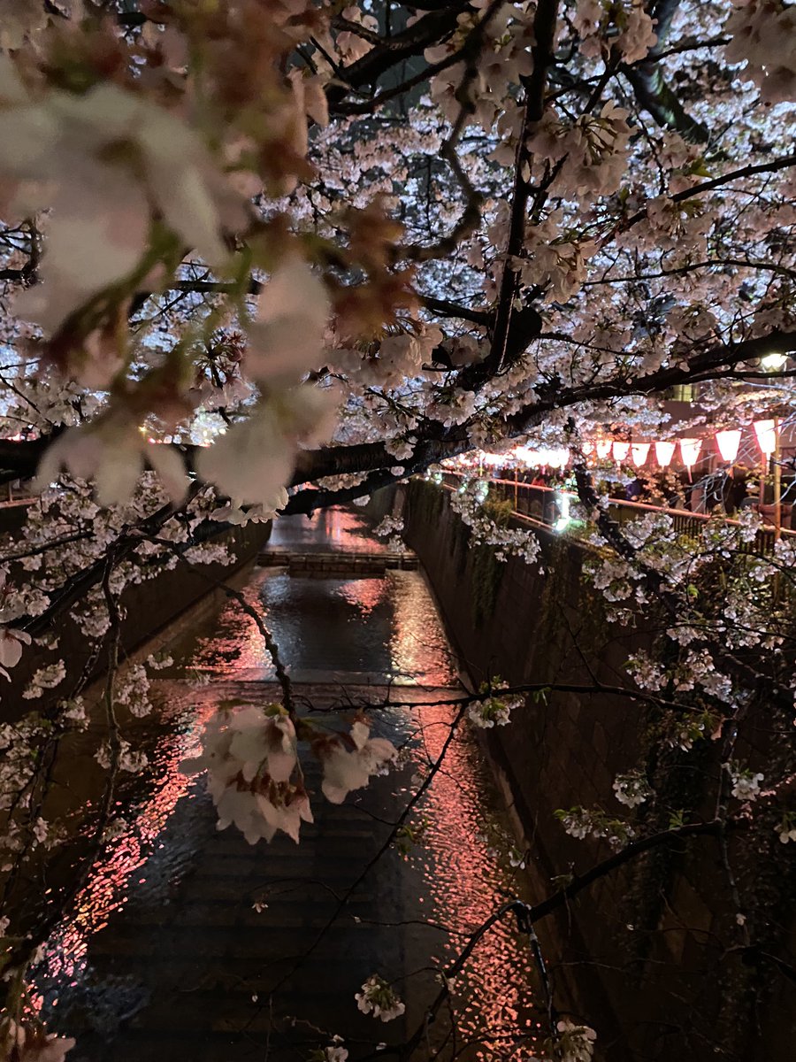 m_oon_61's tweet photo. 中目黒の夜桜いってきた🌸
去年も夜桜は見に行ったけど今年はイルミネーションと屋台復活して嬉しい😭みんなで桜見るって文化素敵🎶 https://t.co/FspRJzq4nH