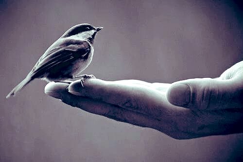 Tweet media one