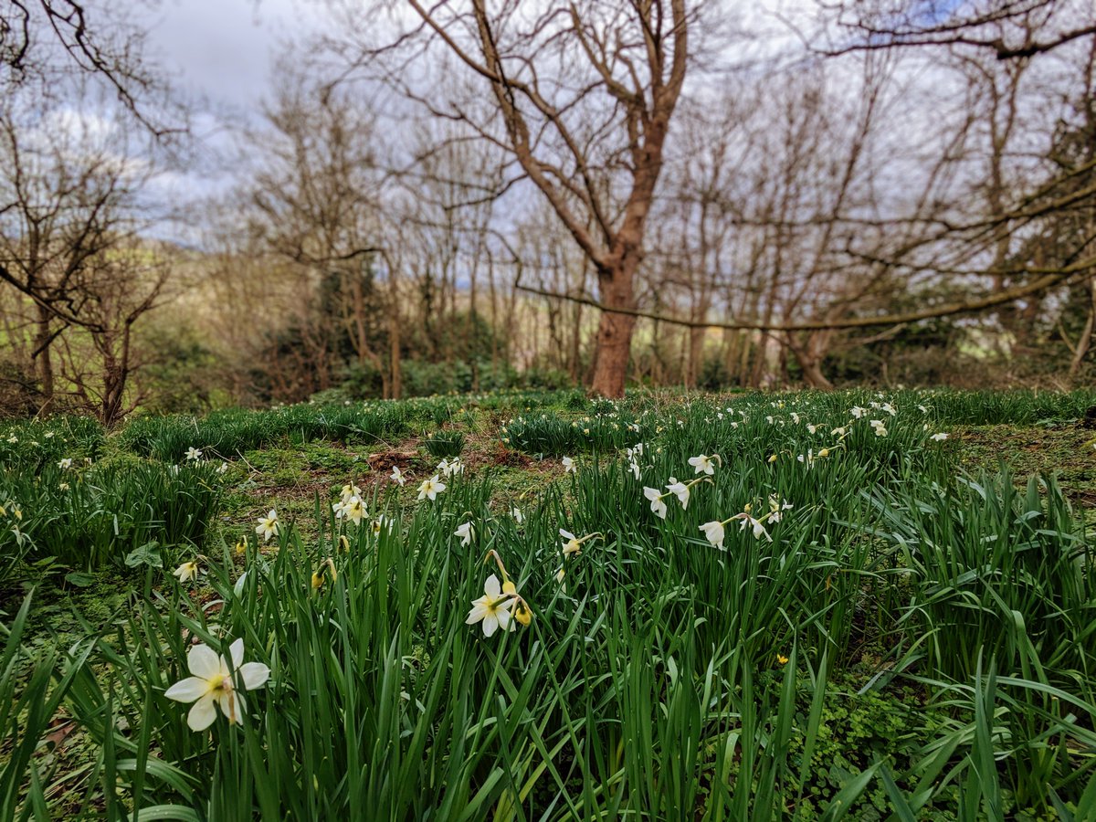 I love place names, and the known or imagined stores behind them. I was delighted this morning to find this flowery copse in #Dorset still living up to its given name... Can you guess what it is? #TellingtheSeasons