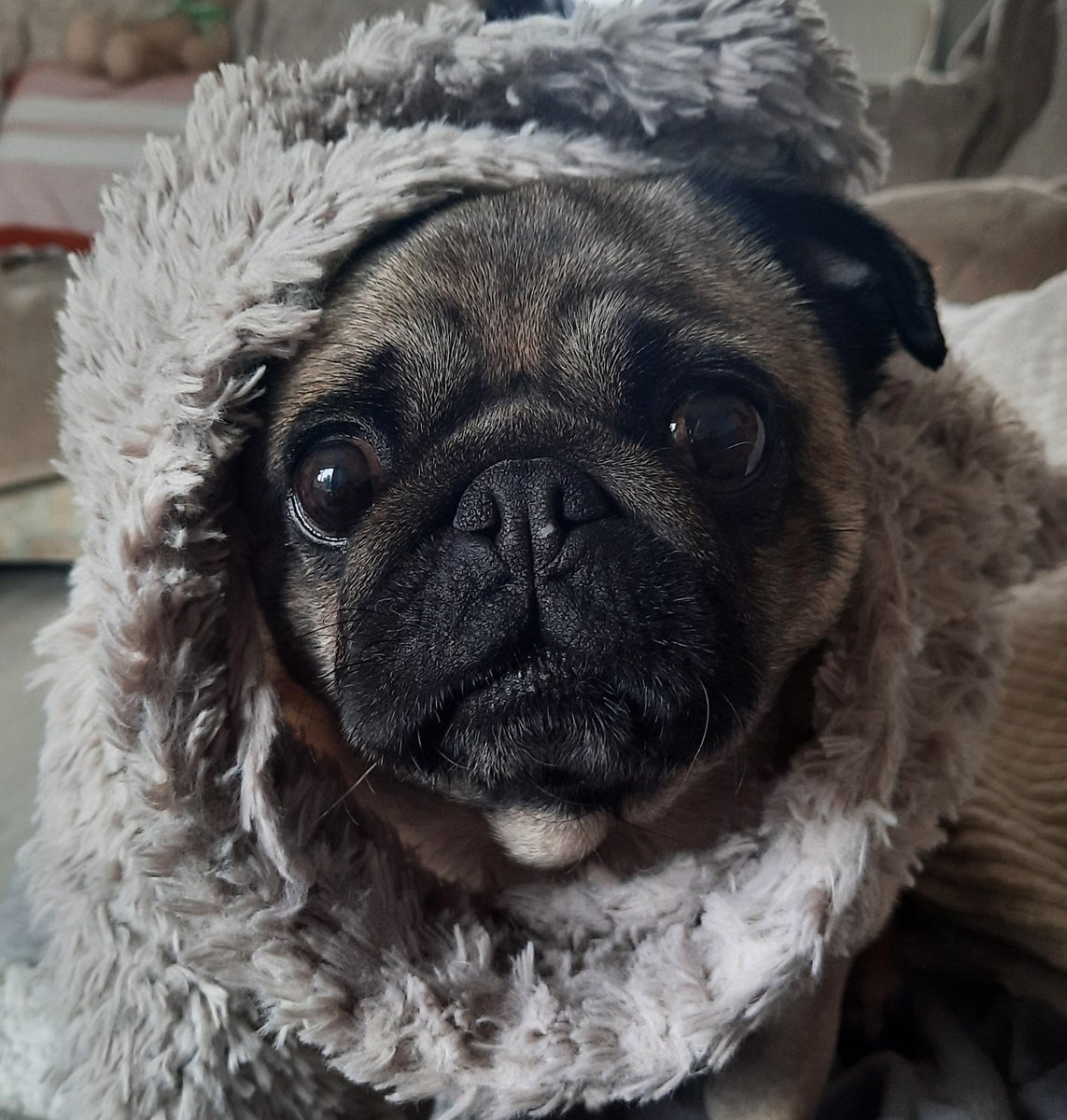 sunrisemum's tweet photo. Its my #birthday 🥳🎁🐶🎉🐶 6 today tots spoiled with a #pugcake or two 😋😉 https://t.co/CMpS6ICbCo