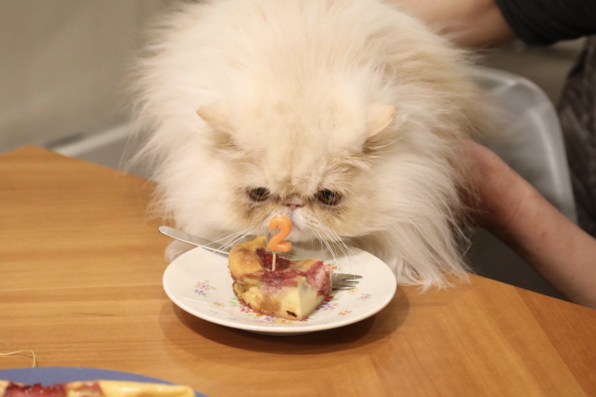 103noa's tweet photo. ふわやん
2歳になりましたよー

ろうそく立てたくて🎂
いちごがあったからテキトーにクラフティ作ってみたら好評🍓(昨日😆)
と言うか4枚目の顔
#ねこのいる生活 
#エキゾチックロングヘア 
#いちごのクラフティ
#たまにはごはんNV

https://t.co/Z3qS7hqE2H https://t.co/94XeYnuzgI