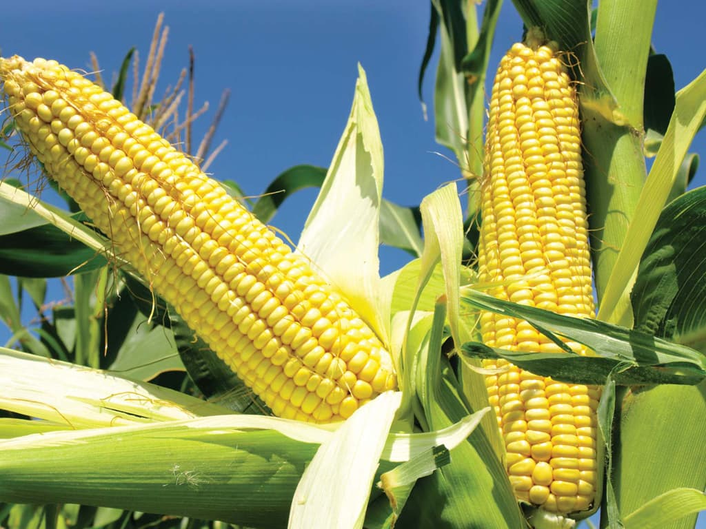 btramsnews's tweet photo. CBOT corn may retest the $6.43 per bushel resistance level; a break above this level could result in a rise into the $6.47-1/2 to $6.55-1/4 range.
#AgriculturalCommodities #corn #corncbot #Cornfutures #cornwetmilling #DailytradingCBOT #Oatt

https://t.co/R9ePQhy4ME https://t.co/koTsiyanfW