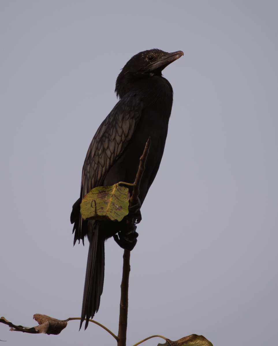 Little Cormorant 

#IndiAves #IndiWild #sanctuaryasia #ebird #ebirdindia  #team_ebird