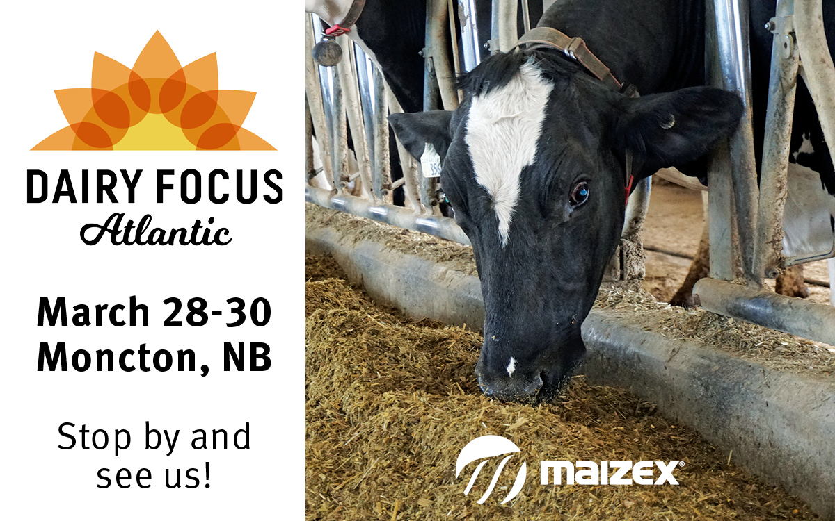 Come see us at the <a href="/Dairy_Focus/">Dairy Focus Atlantic</a> Tuesday to Thursday this week to discuss all your #silage and #forages needs. #TruePerformance #CanadianGrownCanadianOwned #Plant23