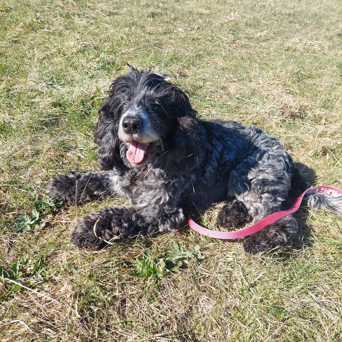 SarahDunnigan1's tweet image. Spring has definitely sprung. Grass-rolling in warm sunshine patches has begun. Twigs are adorning one's hair in celebration 🌿 #springwalks