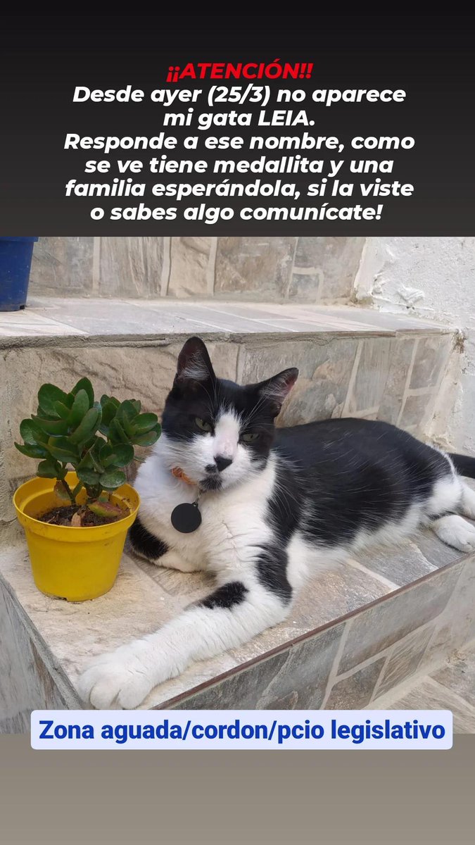 gatosdeluruguay's tweet photo. SE PERDIÓ LEIA por la zona del Palacio Legislativo! https://t.co/DPP7bjC6yC