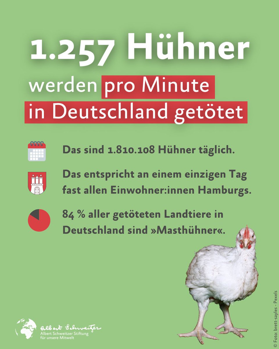 Jahr über 661 Millionen (!) Hühner für den menschlichen Konsum getötet. Eine schockierende Zahl, oder? 💔
Wir schließen uns daher der #VeganuaryChickenWeek an und werden euch diese Woche besonders mit Infos rund um unsere gefiederten Mitlebewesen versorgen. 🐓
 #choosechickenfree