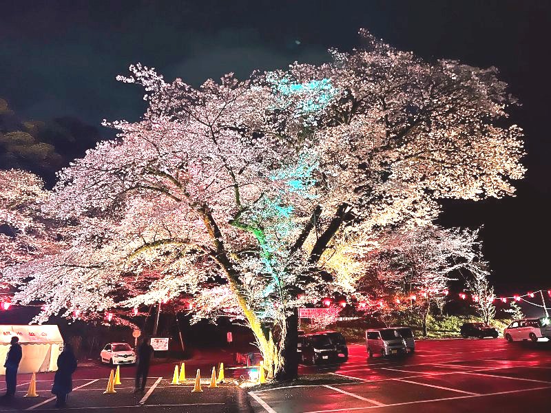 あつぎ飯山桜まつりの会場の飯山白山森林公園「桜の広場」の桜がライトアップされています
とってもキレイですから観に行かれてみてはいかがですか

詳しくは ⇒ atsugi-kankou.jp

#あつぎ飯山桜まつり
#夜桜ライトアップ
#飯山白山森林公園
#桜の広場
#飯山観音
#厚木市飯山温泉
#niceatsugi