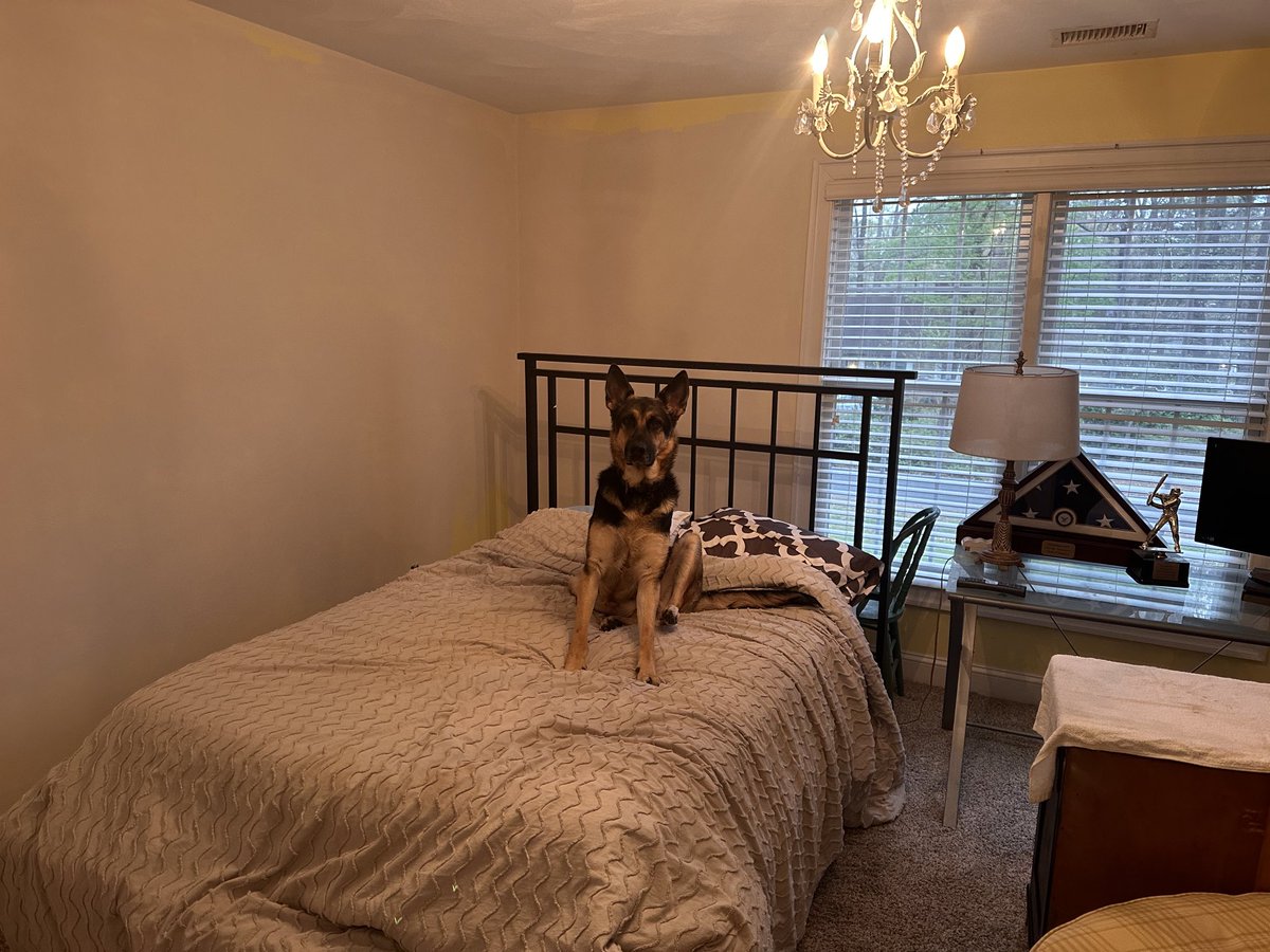Beachboundxoxo's tweet photo. King wanted to say good morning! https://t.co/1PWiN0B3RI