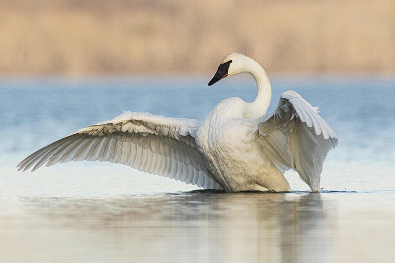 Tundra &amp; Trumpeter swans form pair bond for life and live 30 years (Gerald Romanchuk photo) ⁦<a href="/abmortgagecoach/">Eva Neufeld</a>⁩ ⁦@FisherSpeaks⁩ ⁦<a href="/GoingWildTV/">Brian Keating</a>⁩ ⁦<a href="/EdAreaLandTrust/">EALT</a>⁩ ⁦<a href="/beaverhillbirds/">BBO</a>⁩ ⁦<a href="/wildbirdgs/">jaynnecarre</a>⁩ ⁦<a href="/NatureAlberta/">Nature Alberta</a>⁩ ⁦<a href="/YEGRiverValley/">YEG River Valley</a>⁩