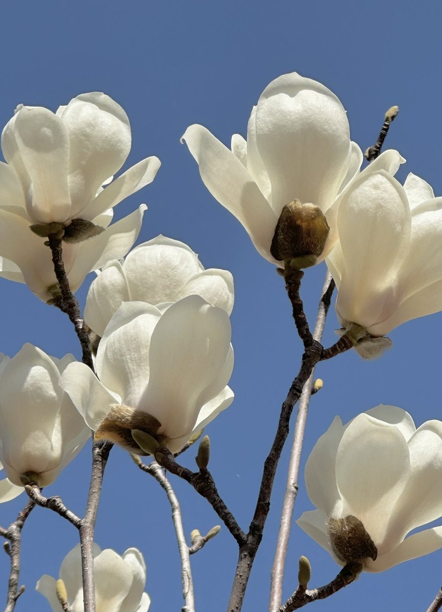 어제오늘 휴대폰으로 열심히 찍은 꽃 사진들 배경화면으로 쓰려고 ... 🌸