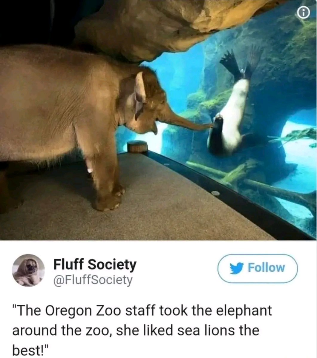 WholesomeMeme's tweet photo. Original tweet by FluffSociety @FluffSociety https://t.co/W0XQDZTNbB