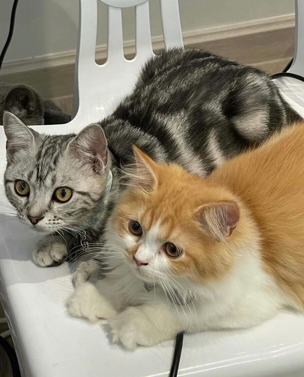 Kirakirathfans's tweet photo. [ ig post 🐈🎀 ] — 27/03/23
::: kirakira.cgm48officat :::

ไว้กลับมาเล่นใหม่นะพี่ฮีโร่ 🤍 #HeroCGM48

#KiraKiraCGM48 #CGM48
#CatIdolbyCGM48 #kirakirachan https://t.co/3h513DNXor
