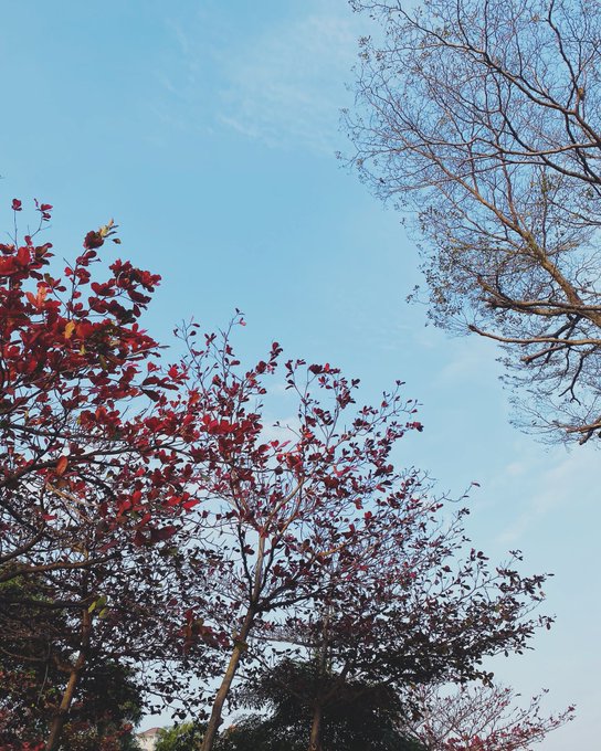 紅📸--#天空 #大自然が好き #そら #雲 #攝影 #藍天 #空 #青 #そらすき #青い空が好き #藍天白雲 #青の