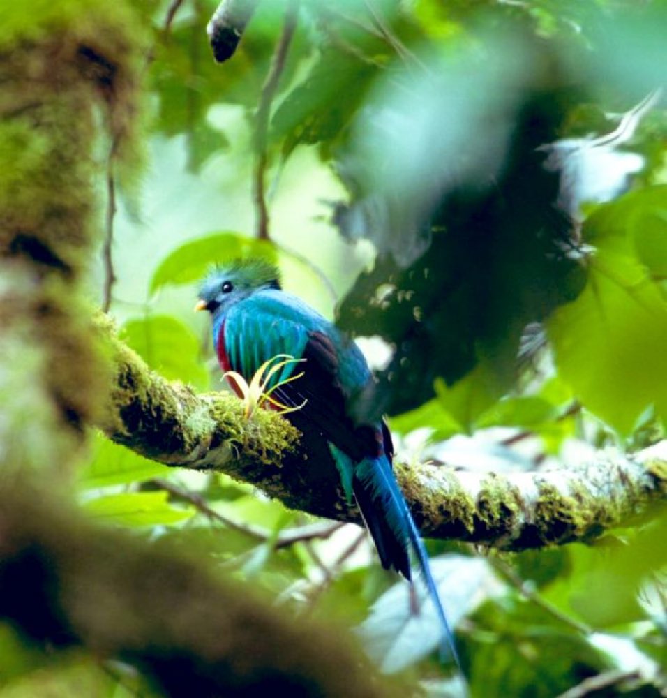 OvationPanama's tweet photo. The male Quetzal is unmistakable with long emerald feathers that float after their flight or are blown by the wind when perching / via @PanamaAmerica #Fauna #Panama https://t.co/Un06Z9rntz https://t.co/QfD69W40zA