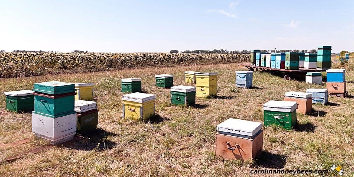 Honey has raided multiple apiaries and is now on the run with 39 gallons of honey.
( hi guys )