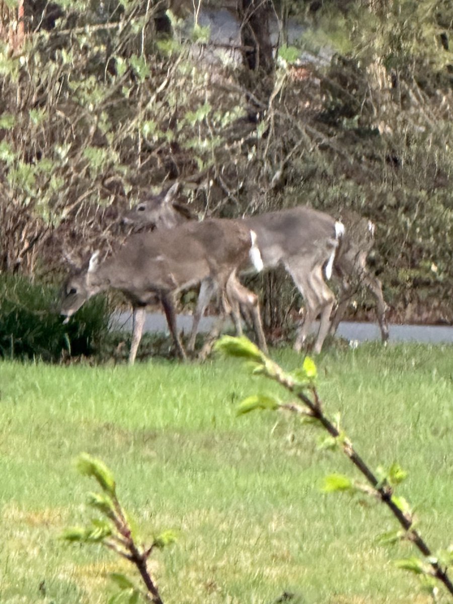 jeffbarkley01's tweet photo. These stooges keep showing up for breakfast.  #ohdeer https://t.co/XJgp2oXV51