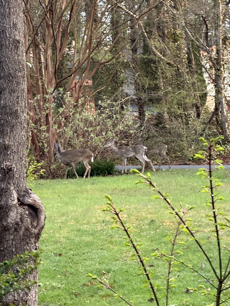 jeffbarkley01's tweet photo. These stooges keep showing up for breakfast.  #ohdeer https://t.co/XJgp2oXV51