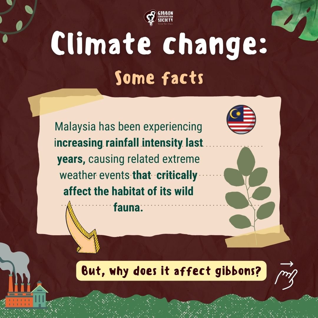 gibbonsociety's tweet photo. Climate change affects gibbons, swipe to find out more. https://t.co/J7Ymd80QEN