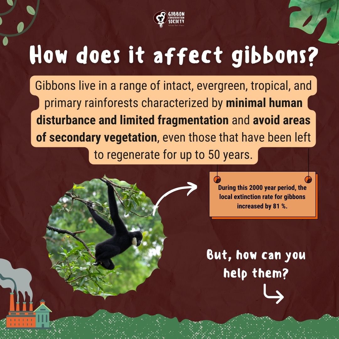 gibbonsociety's tweet photo. One way you can make a difference for gibbons is by supporting our efforts and symbolically adopting one of our gibbons. Together, we can make a better future for the gibbons of Malaysia. 

#climatechange #climate #conservation #gibbons https://t.co/WbTX3YsCUw