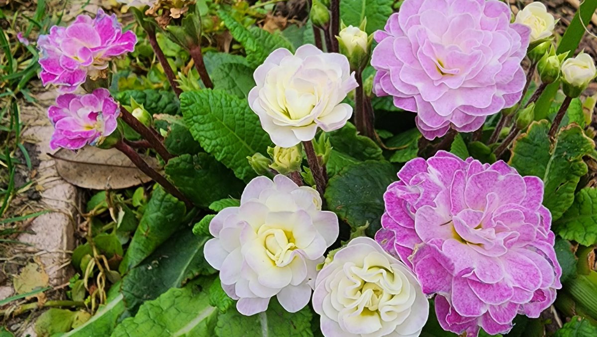 JoyAdare's tweet photo. Who else gets super excited when their garden starts to BLOOM!🌷So far I've enjoyed grape hyacinths, camellias, daffodils, hardenbergia, primrose and hellebores! 

What flowers are springing up in your garden? 🪴🌼 https://t.co/OgCsftI0vb