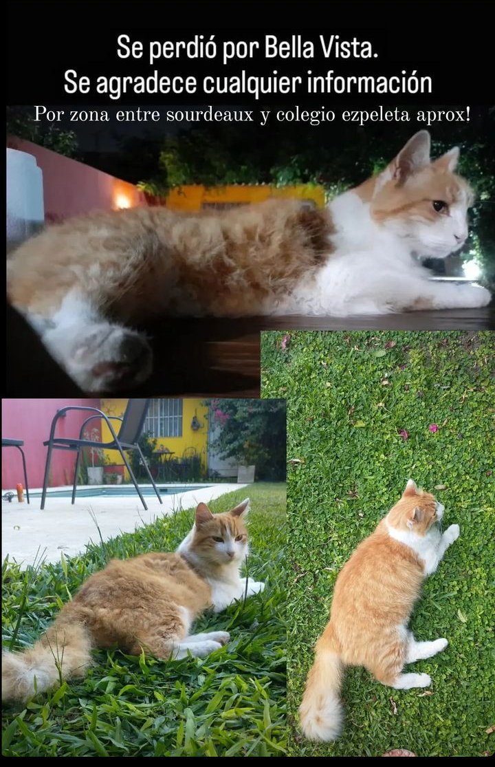 AldanaBeis's tweet photo. Se perdió Jacinto en Bella Vista (Zona calle moreno, colegio Ezpeleta). Agradecemos cualquier información https://t.co/UVKl3TZidD