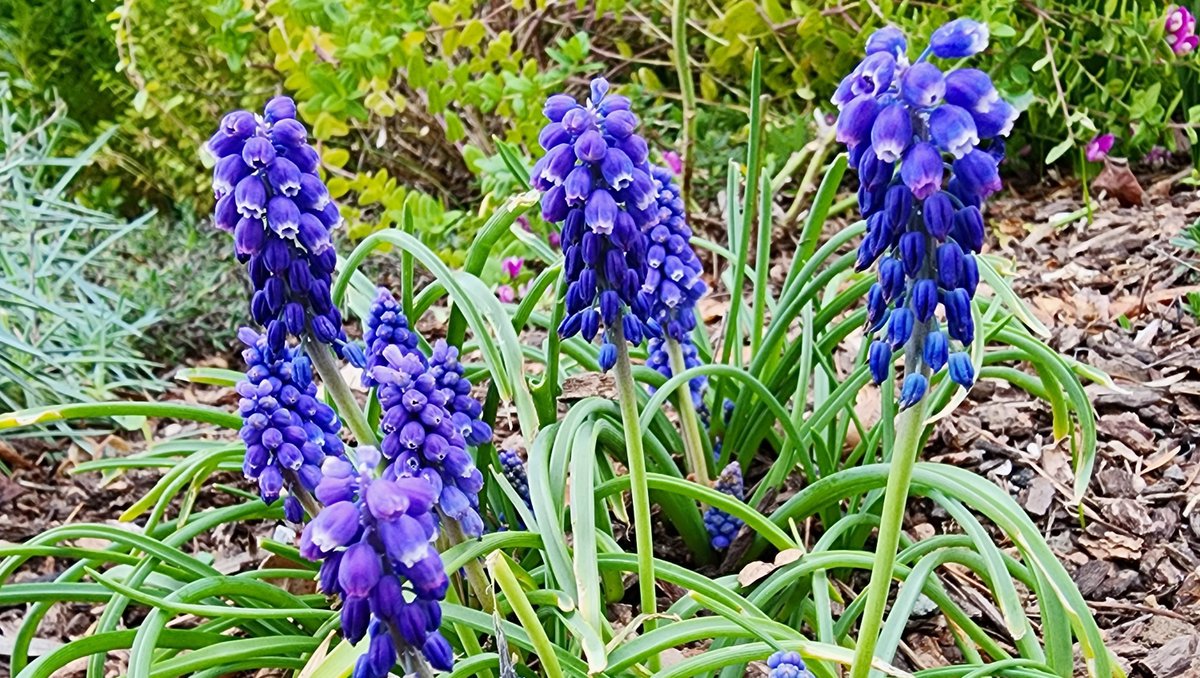 JoyAdare's tweet photo. Who else gets super excited when their garden starts to BLOOM!🌷So far I've enjoyed grape hyacinths, camellias, daffodils, hardenbergia, primrose and hellebores! 

What flowers are springing up in your garden? 🪴🌼 https://t.co/OgCsftI0vb