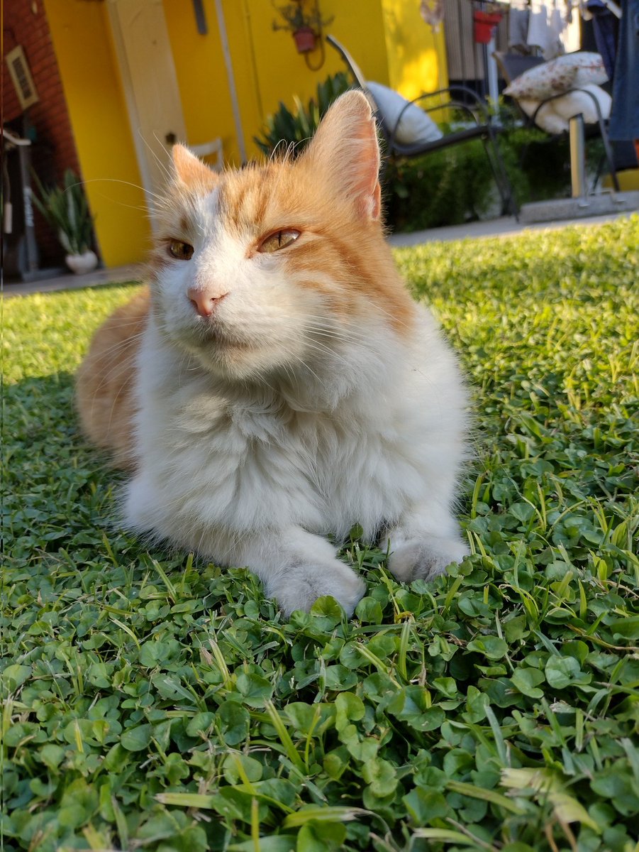 AldanaBeis's tweet photo. Se perdió Jacinto en Bella Vista (Zona calle moreno, colegio Ezpeleta). Agradecemos cualquier información https://t.co/UVKl3TZidD