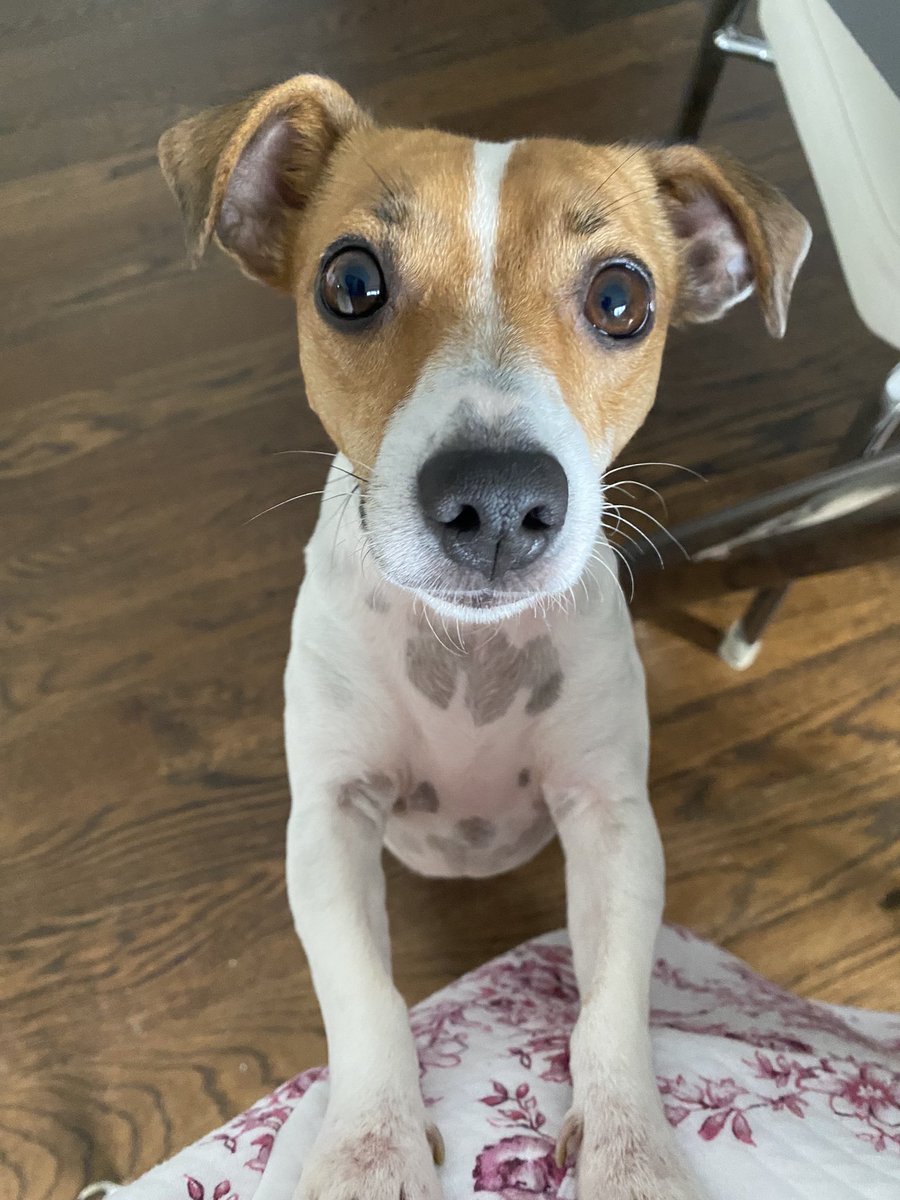 BelleLBear's tweet photo. #PhotoChallenge2023March #dogs #dogsoftwitter 😋#Mondayvibes  #Monday 🤭
Day 27: “Starts with N” - It’s me, Baby Bea, bein NOSY… got any Cheetos up there Mom?? 🧀🤔🤭😜😊😋 https://t.co/rJSqXLi8kZ