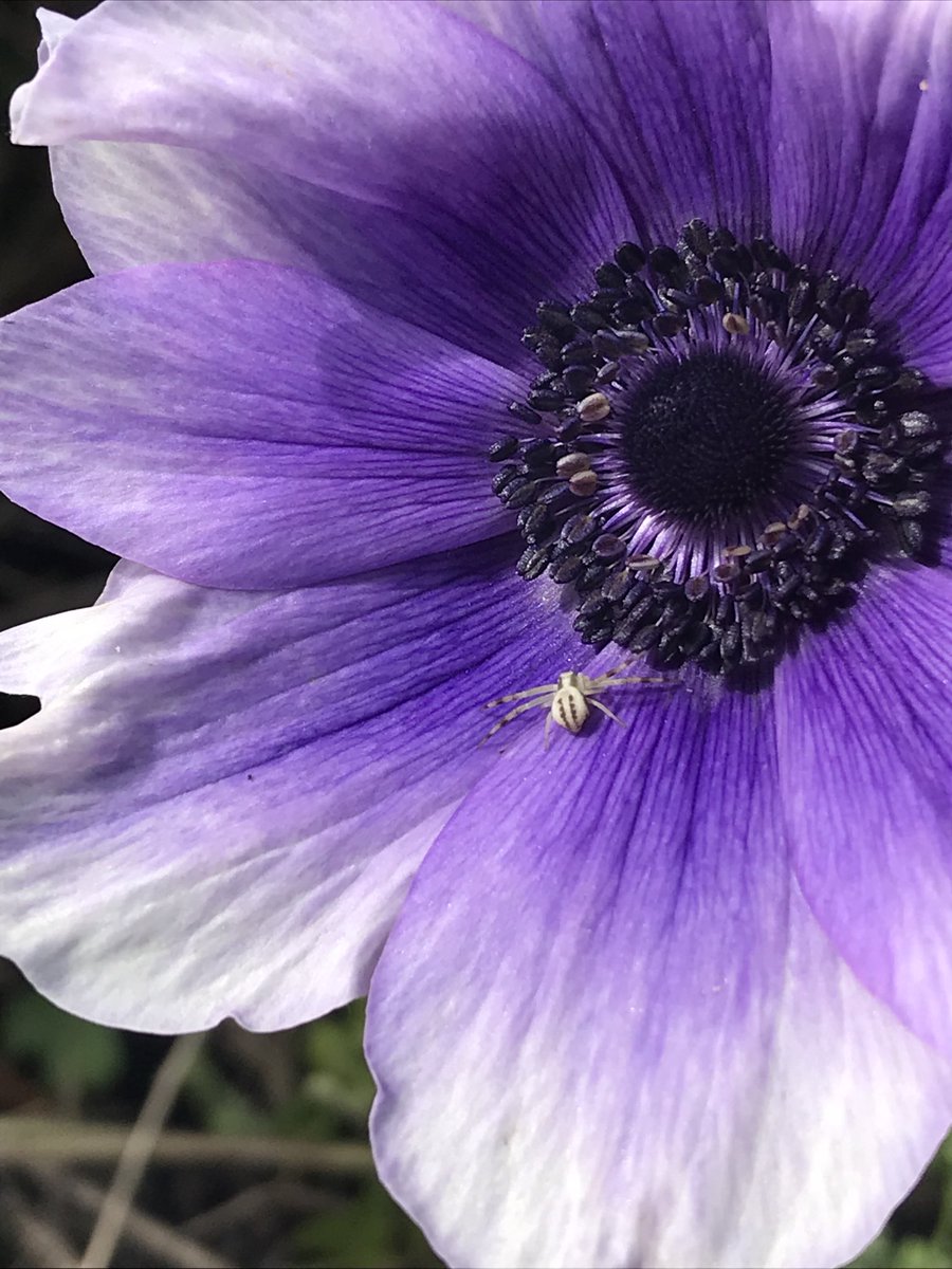 A white banded crab spider on the #anemone in the front garden today. #wildlife #spider #gardeningforwildlife #wildlifegarden