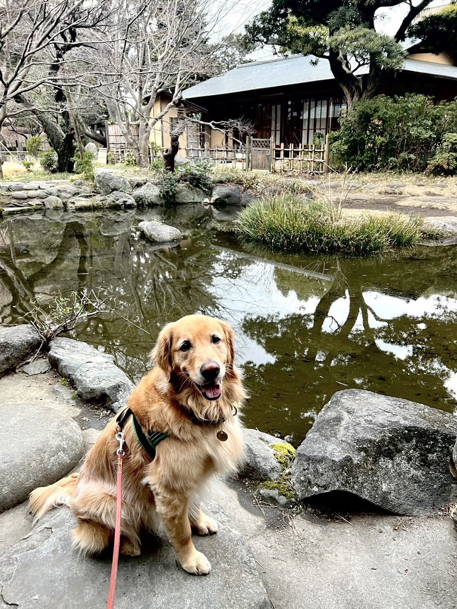 Verothegolden's tweet photo. #犬のいる暮らし #丁寧な暮らし
#犬 #フラワー #ゴールデンレトリーバー
#大型犬  #フルールアンクレール #doglife
#golden #イヌスタグラム https://t.co/p0nX4wmnMZ
