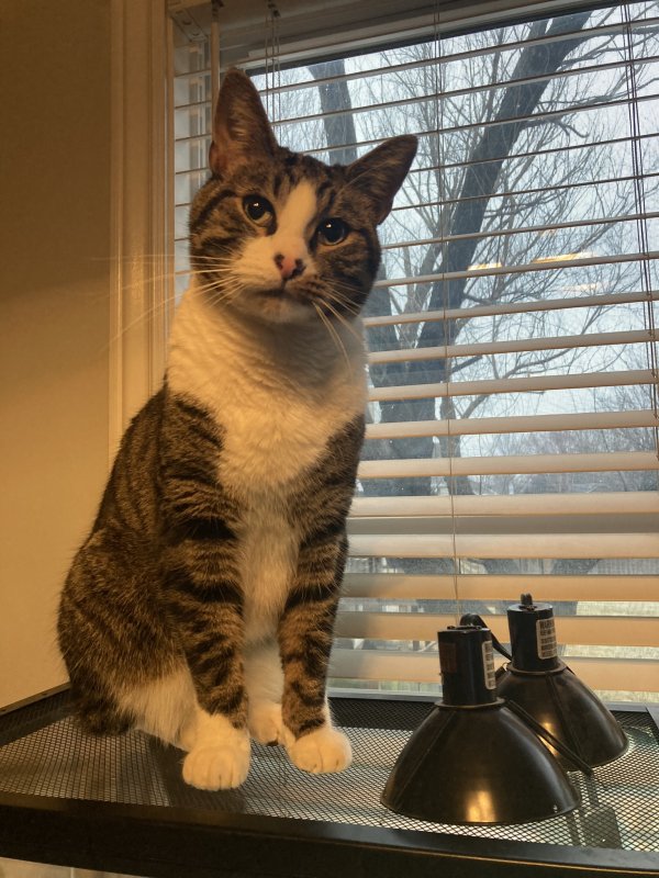 tabbytracker's tweet photo. Lost cat Moose in WICHITA, KS (67205) #lostcat https://t.co/F7WCRMwgd4 https://t.co/QNle7CiQd2