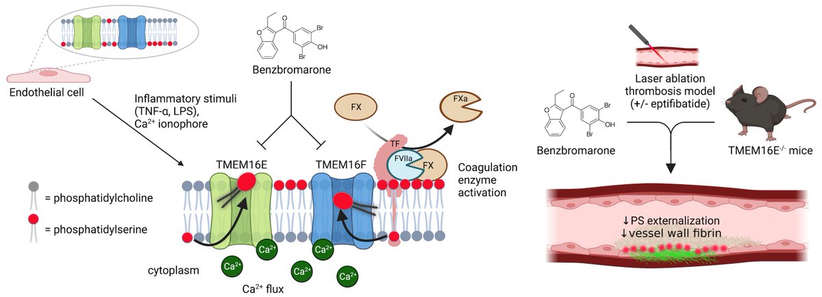 Extremely excited to have our work published:

TMEM16E regulates endothelial cell procoagulant activity and thrombosis

jci.org/articles/view/…