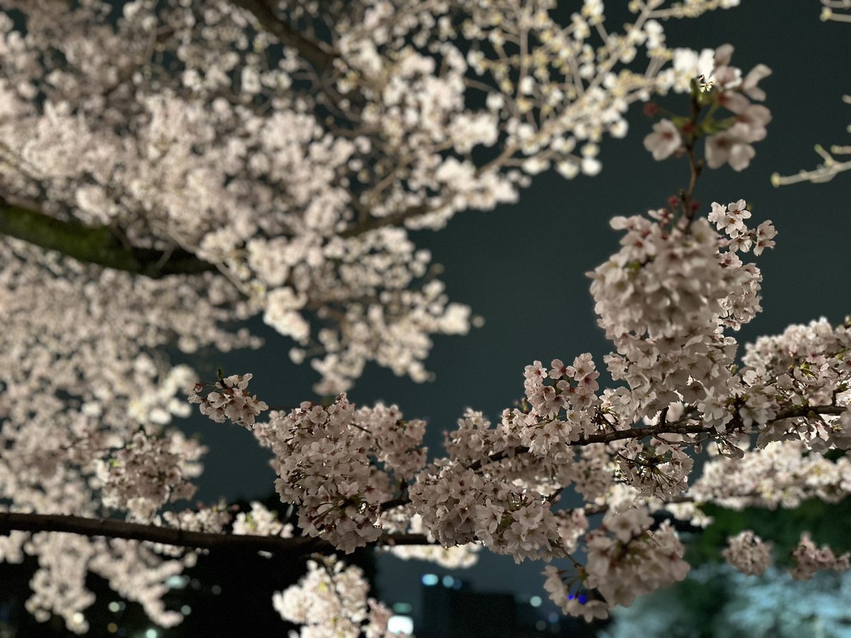 Amichoco45's tweet photo. お花見🌸
夜桜綺麗やったなぁ🌸🍡
#千鳥ヶ淵 https://t.co/ZzmojOhB8m