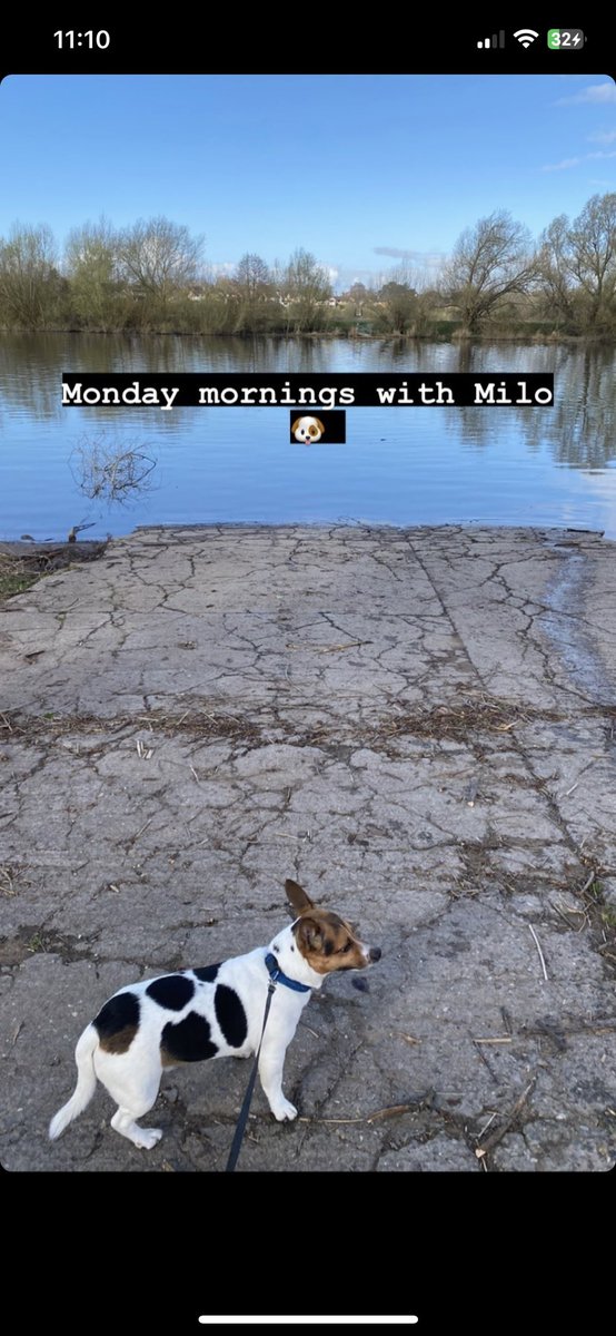 Dash-Hounds Chester tweet media