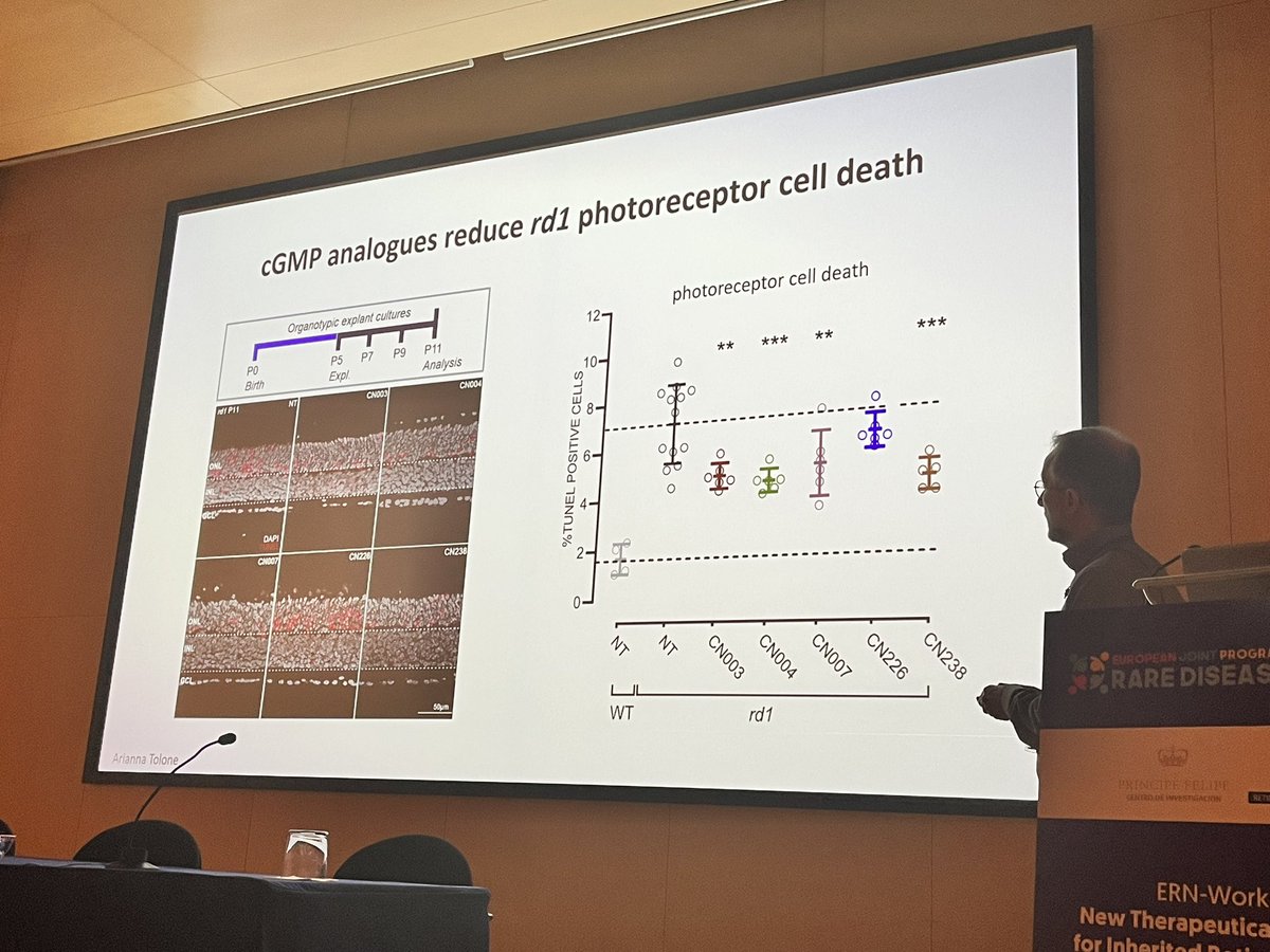 AnaPilarGomez's tweet photo. Talk 6 #ERNworkshop #retinaldystrophies
Dr. Francois Paquet-Durand from University of Tübingen, Germany talks about inhibited approaches against PKG to improve survival and functionality of photoreceptors and retinal ganglion cells.
@CIPFciencia @CIBERER @ReginaRodrigo_ https://t.co/Zni4U5tzPa