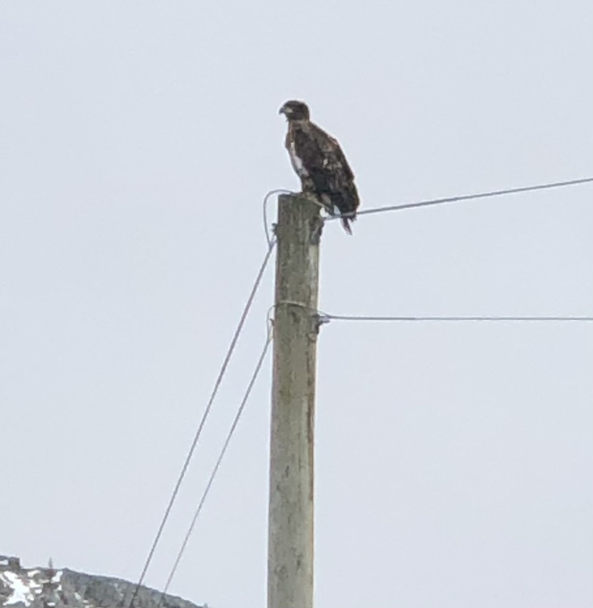 CancerWithGrace's tweet photo. Not a great pic cause hoomum only had her phone! But this bird was at the beach today! We didn’t want to scare it so we stayed with hoomum on leash for our visit #birdsofprey #Cupids #NewfoundlandandLabrador https://t.co/TIlCnimvMZ