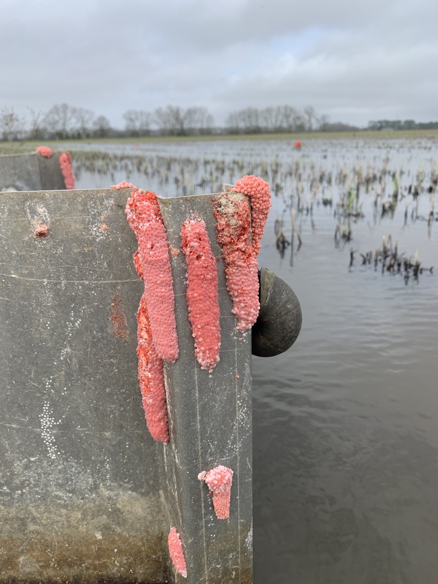 Invasive apple snails are reaching high populations in crawfish ponds in some areas of Louisiana and are affecting production. 

More info: tinyurl.com/AppleSnailInva…