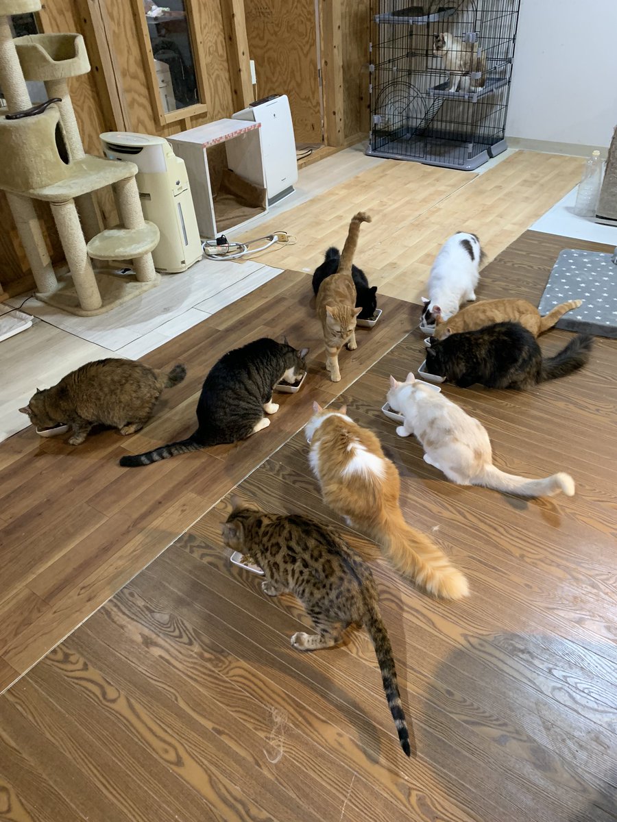 smaile_to's tweet photo. 💡ボランティア急募💡

🥺ボランティアが足りません🥺

猫様の為に、Smileの為に、短時間でも構いません😊

お手伝いいただける方、DMにお返事くださいませ🙇‍♂️🙇🙇‍♀️

よろしくお願いいたします🙇🙇‍♂️🙇‍♀️

#ボランティア急募 https://t.co/lhcTomLTUZ