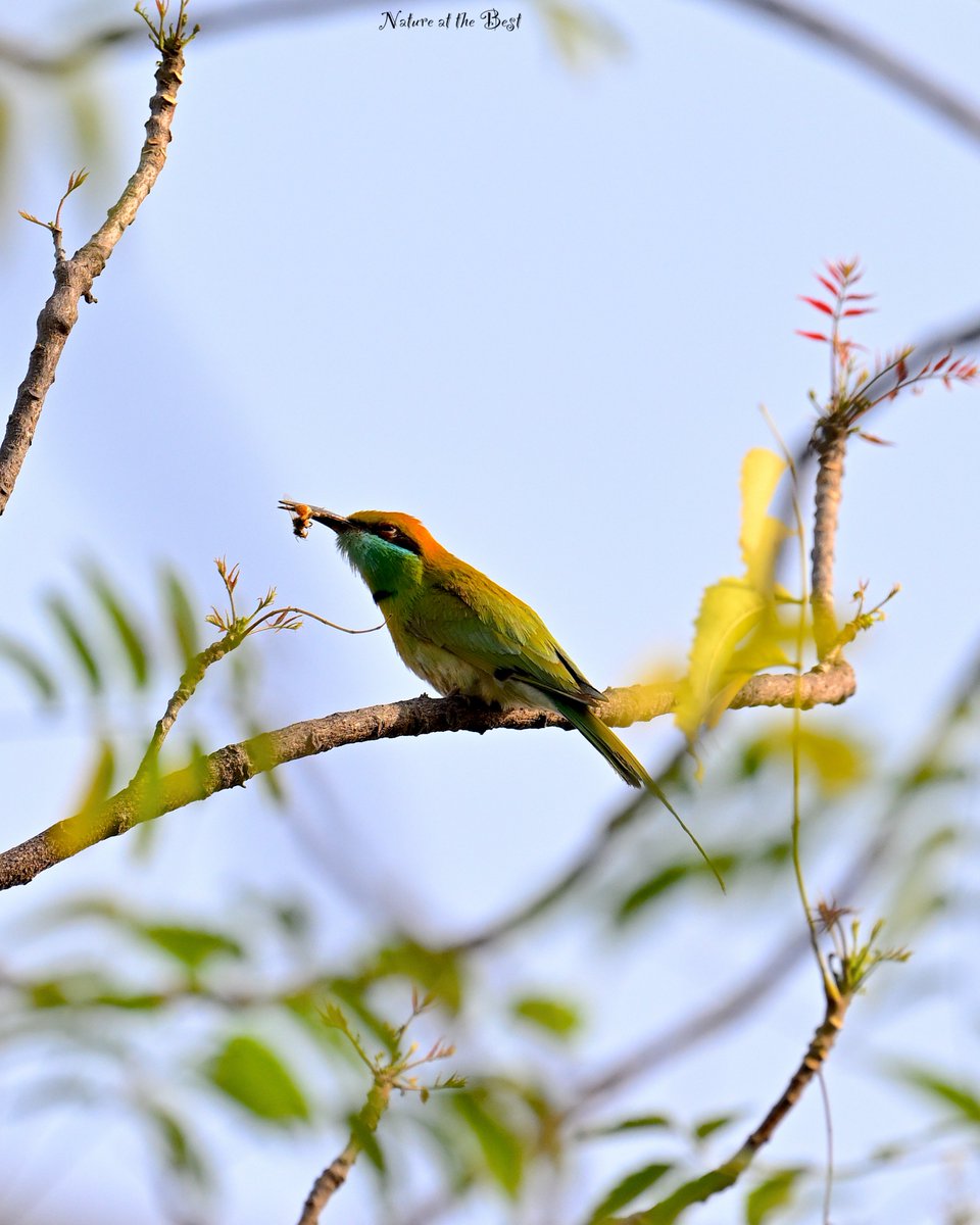 Asian Green Bee-eater, a small, dainty bee-eater of open woodlands, farmland, and sparse human habitation by #NatureattheBest

#birds #Nikon #photography #enjoy #birding #ThePhotoHour #IndiAves #BirdsOfTwitter 

Prey &amp; Predator, Photographed at Bhondsi, Haryana, India
