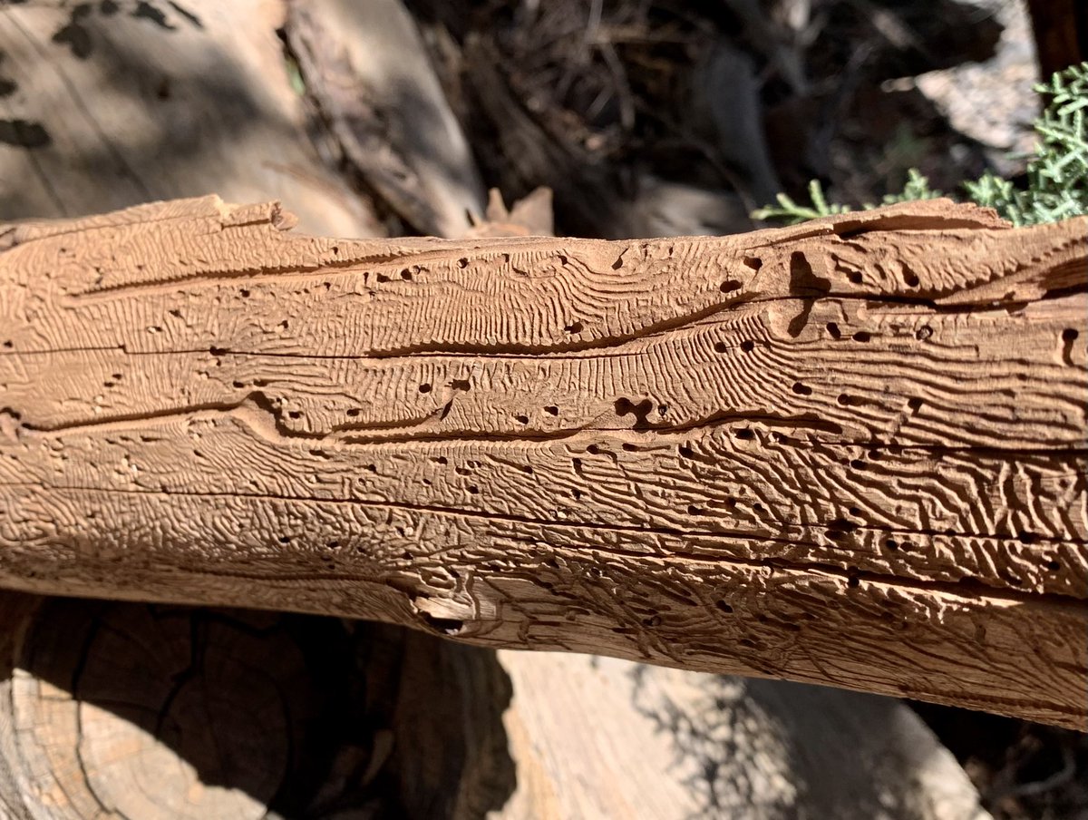 Today is the day I learned to fully appreciate bark beetles.