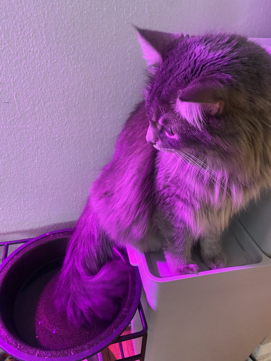MoiraCalicoCat's tweet photo. Wet tail, no cares https://t.co/nkf4a5zsBo