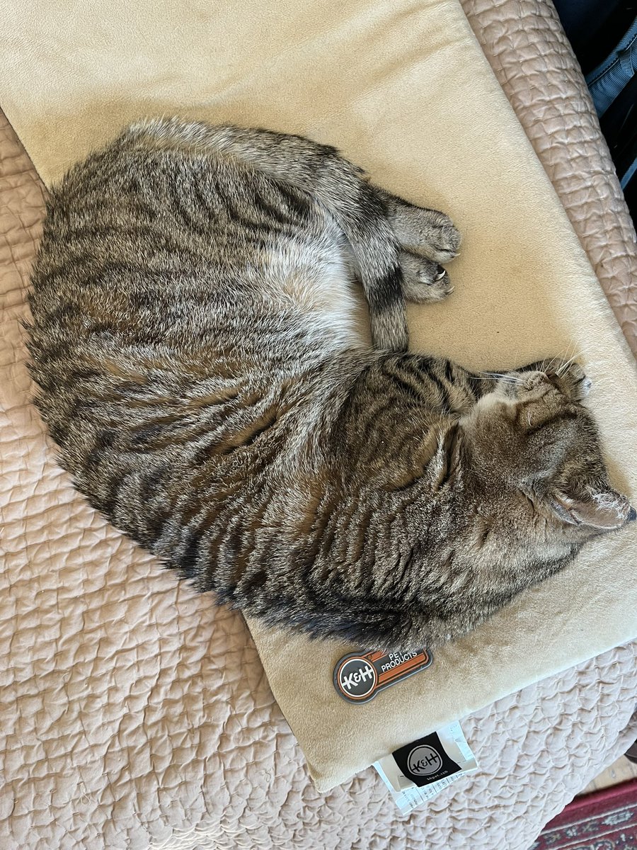 Patrol Kitty (@Patrol_Kitty) / Posts / X
