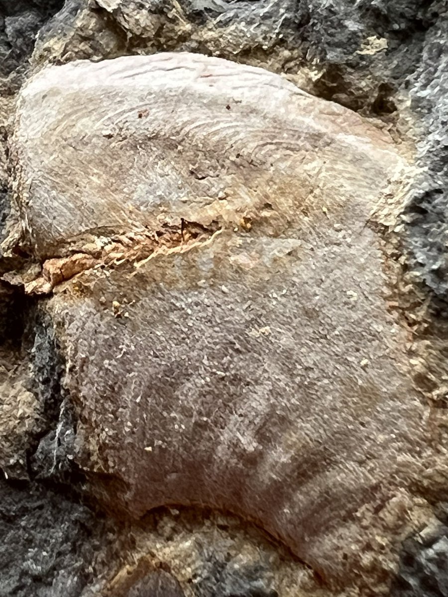 #MolluskMonday and it’s a little tiny boy (goniatid, Devonian, maybe like 4mm?) and a piece of his larger goniatid brother in arms. Love those suture lines. Love that orange crinoid jammed all up in his side.