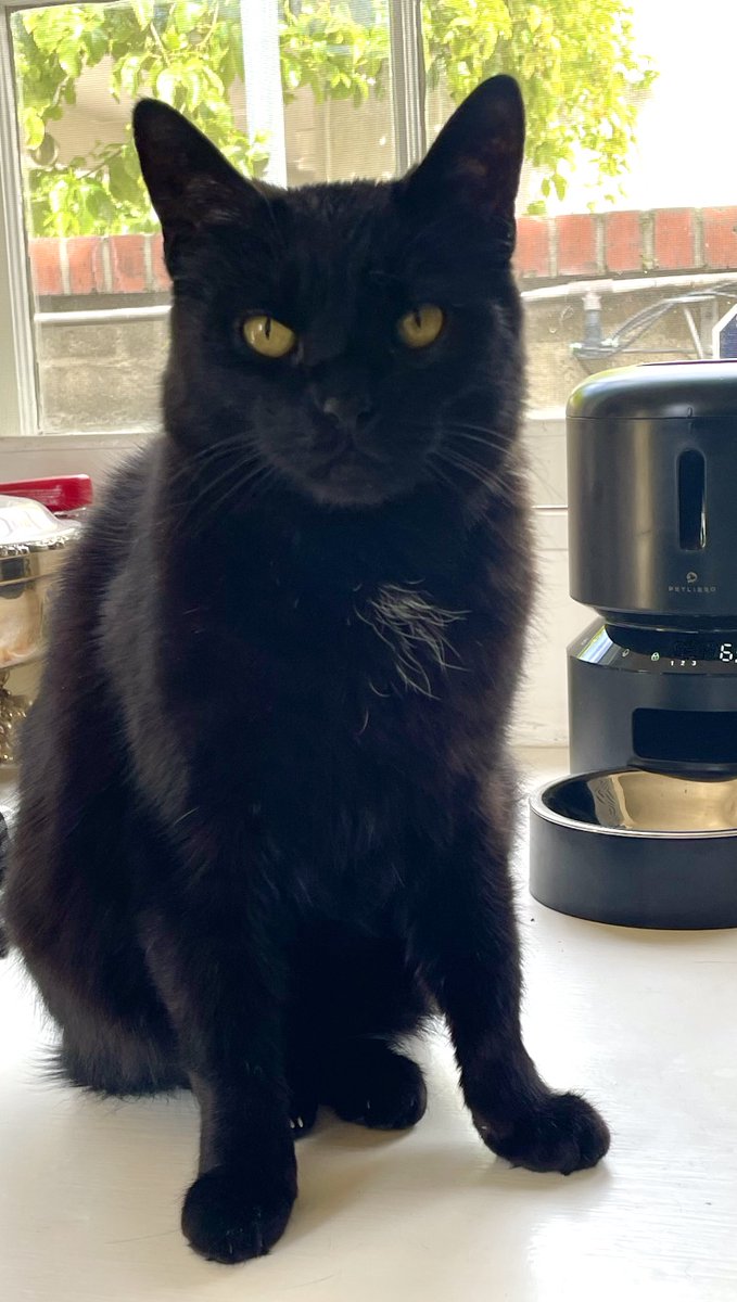 OliveMeetsWorld's tweet photo. Another standoff? We can't settle this amicably? Just lift the toilet lid, let me drink the way I want to drink, and we'll call it a draw. Sigh. I don't get why everything has to be a battle when we both know who's going to win. Your species is so tiresome. Goodnight, humans. https://t.co/3imtsKgFQp
