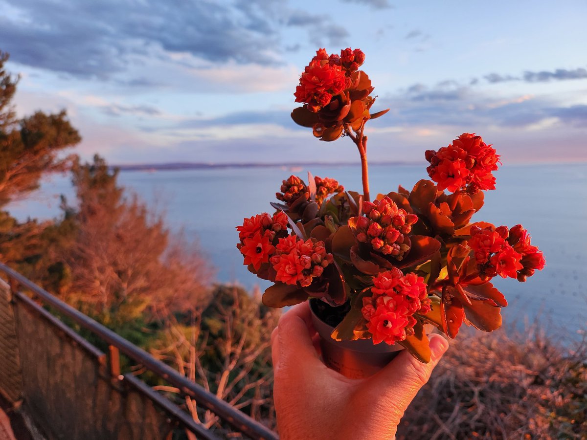 farfallabra's tweet photo. Kalanchoe baciata dal #tramonto sul golfo di #Trieste 
#27marzo https://t.co/cWjcYtEBRM