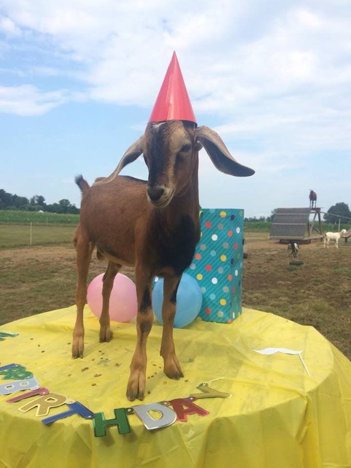 JiffyGoat's tweet photo. Goat morning. Gonna spend my birthday today fucking up my neighbors garden and eating their flowers again.

Have A Goat Day!

#Goatical https://t.co/DCWj78pBBP
